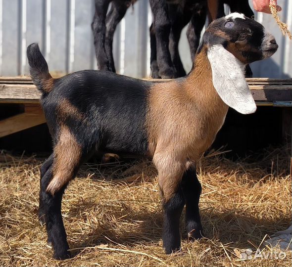 Англо нубийский козлик