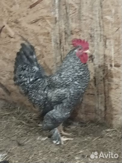 Продам петушков породы брама