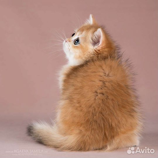 Британские котята золотые шиншиллы