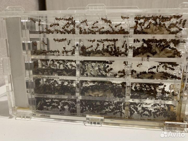 Messor muticus(муравей-жнец ), camponotus