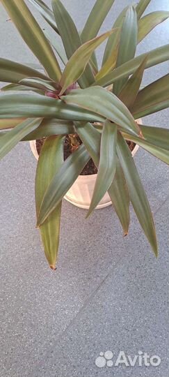 Традесканция рео