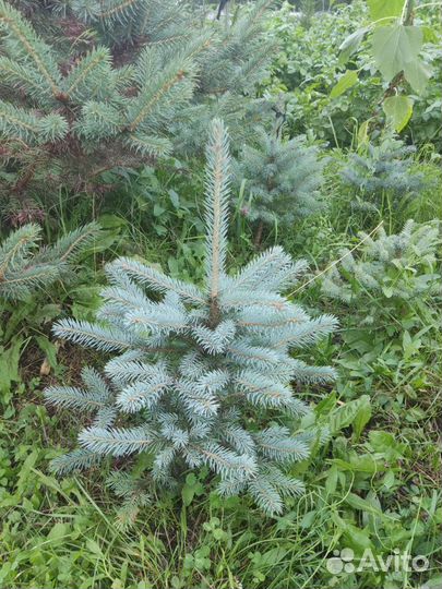 Ель голубая