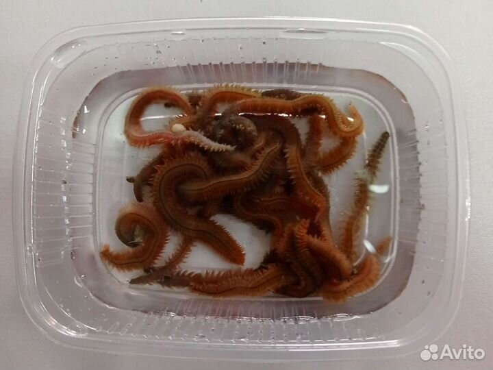 Морской червь