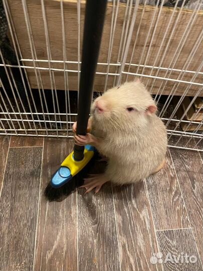 Нутрия ищет нового ответственного хозяина