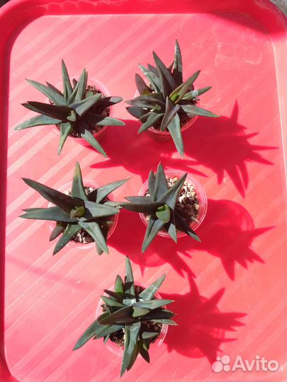 Суккуленты