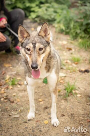 Красавица Сара в дар