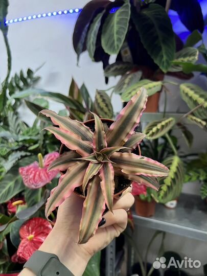 Криптантус 2 сорта