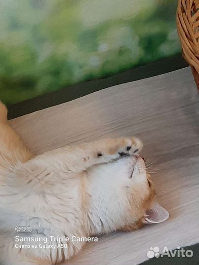 Золотой британский кот с документами