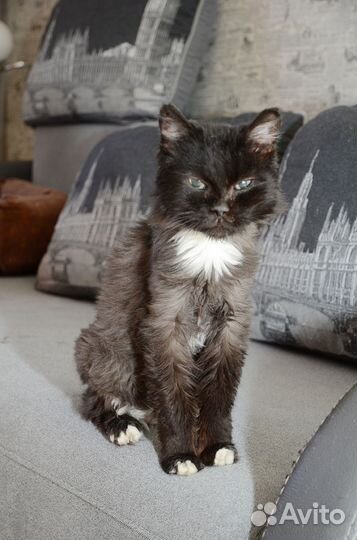 Серьезная кошечка Маша можно в ч/дом