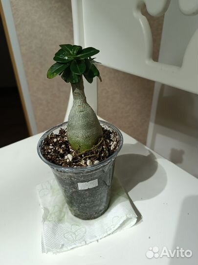 Адениум мини