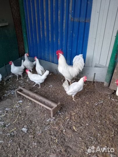 Инкубационное яйцо