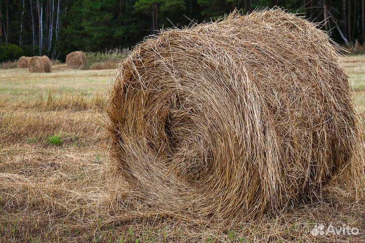 Сено в мешках качественное