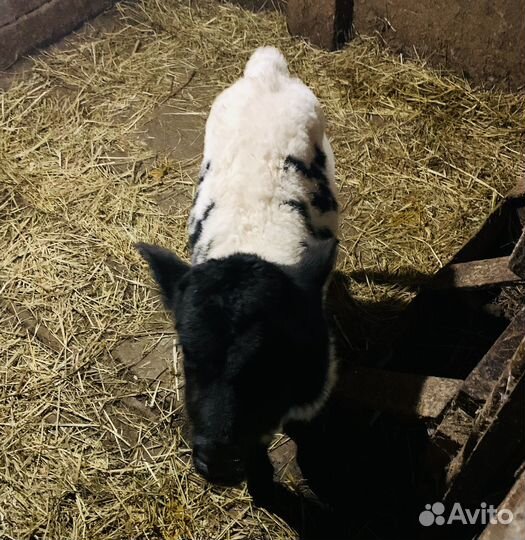 Телочка 2 недели