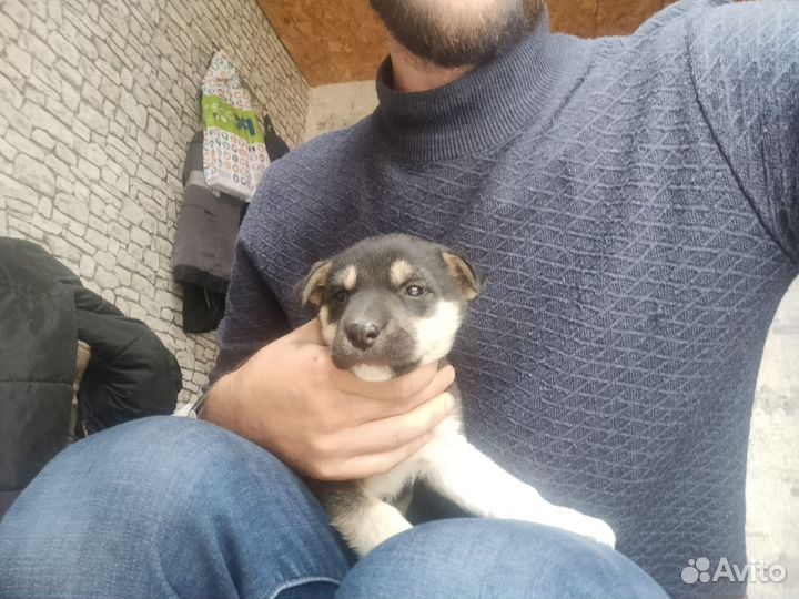 Щенок, девочка, в добрые руки