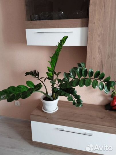 Замиокулькас