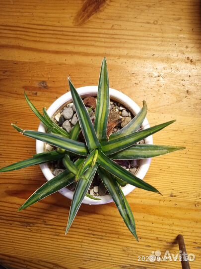 Комнатные растения.Суккуленты редкие и не очень