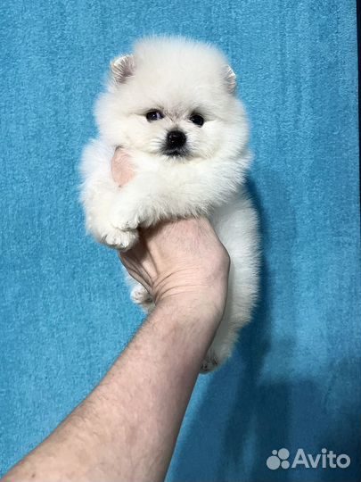 Померанский шпиц мини малыши