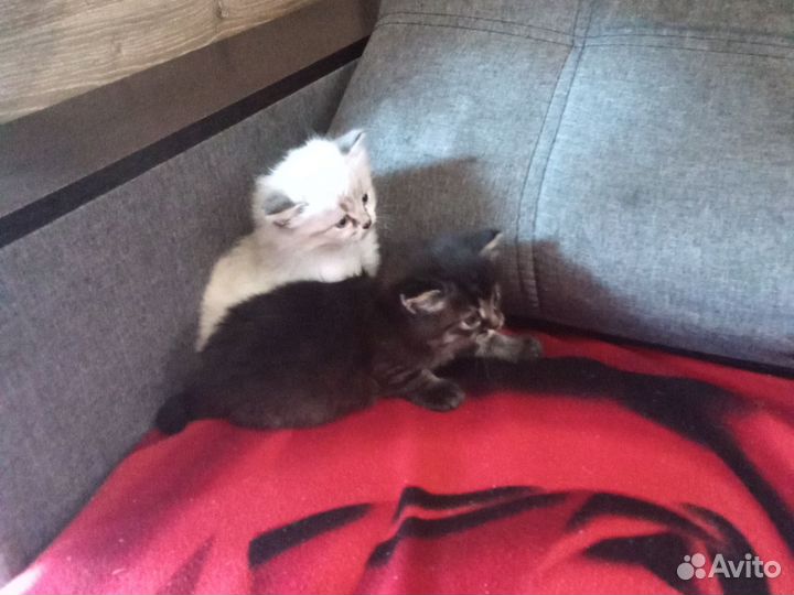 2 кошечки в добрые руки