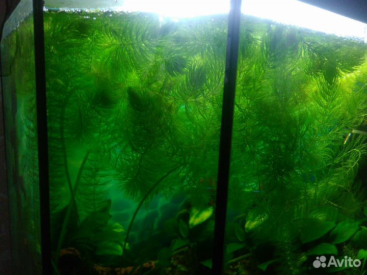 Роголистник