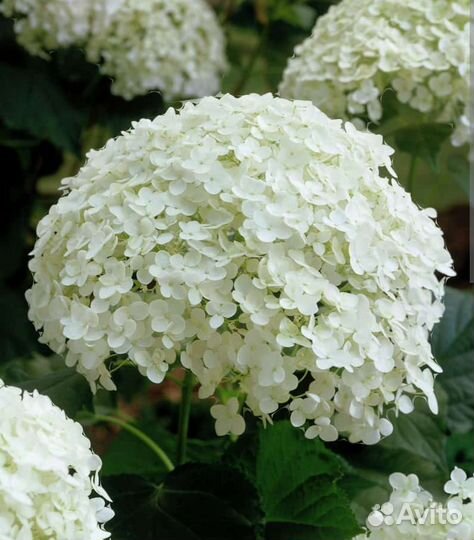 Гортензия анабель