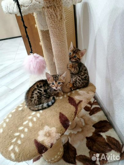 Бенгальские котята