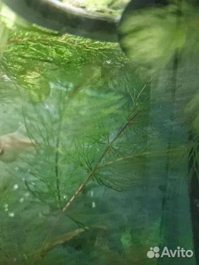 Роголистник в аквариум