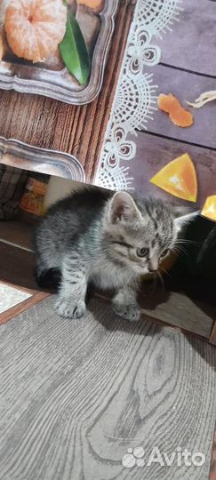 Котята бесплатно