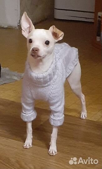 Одежда для животных