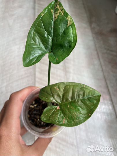 Сингониумы