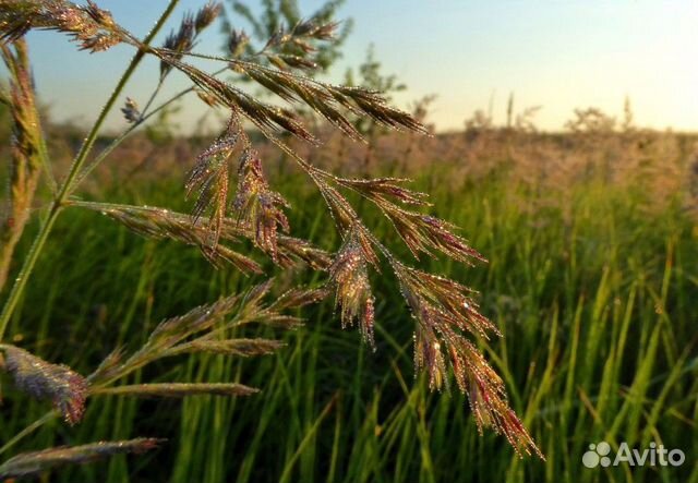 Семена озимого тритикале Тихон, Хлебороб