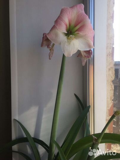 Луковицы гиппеаструма