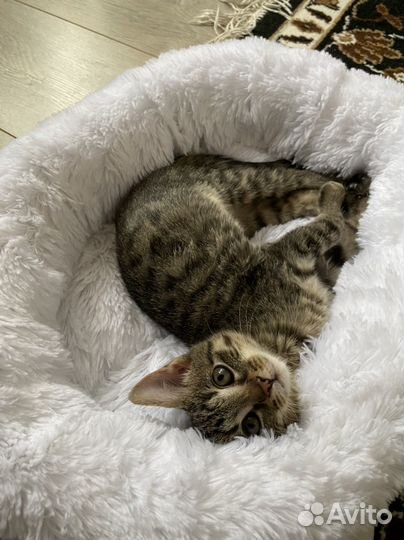 Кошка в дар бесплатно