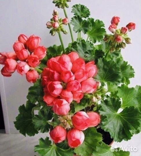 Пеларгония (герань) тюльпановидная