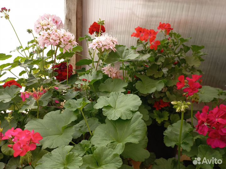 Пеларгония