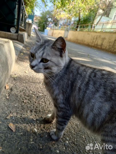 Кошка в дар бесплатно