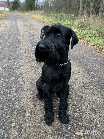 Вязка миттельшнауцер кобель. средний шнауцер