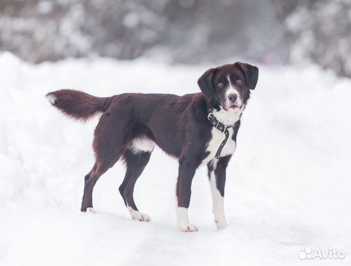 Собака в добрые руки
