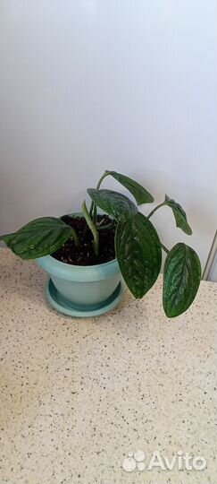 Монстера карстенианум/ филодендрон опакум