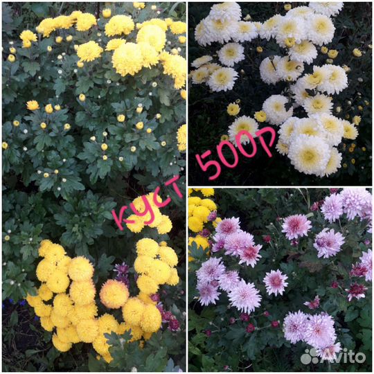 Хризантема