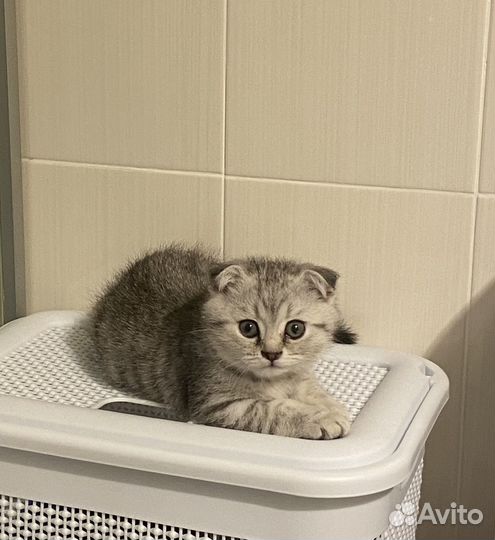 Шотландская вислоухая