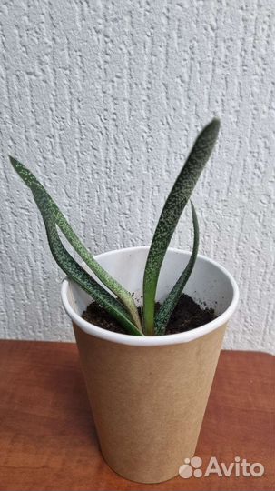 Суккулент. Гастерия