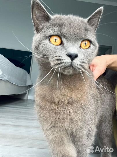 Кошка британка