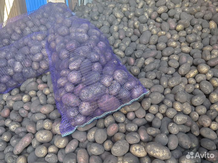 Картофель крупный