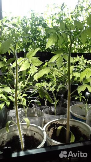 Рассада помидор