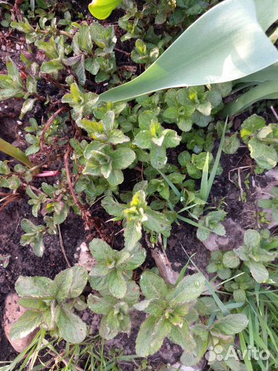 Мята, эстрагон(тархун) под посадку