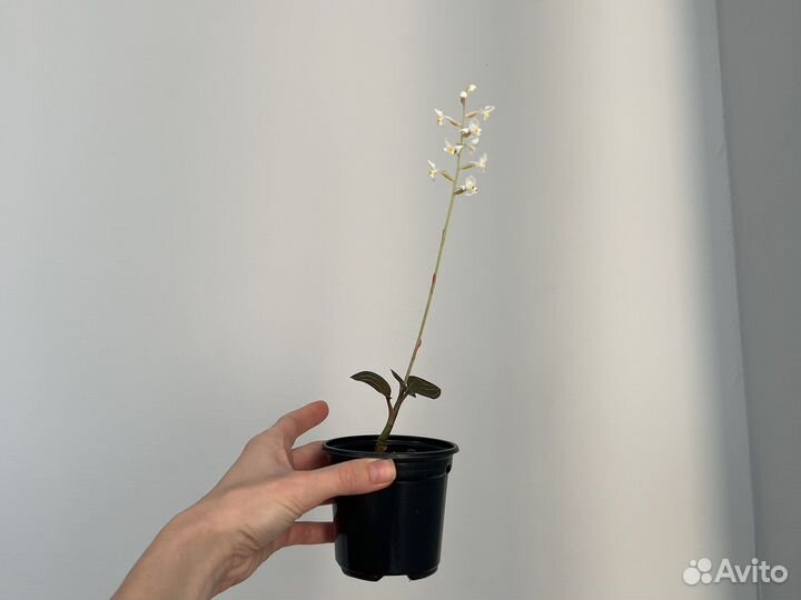 Драгоценная орхидея лудизия