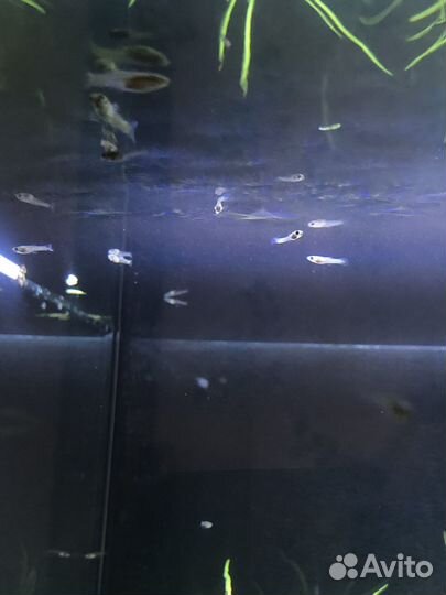 Гуппи эндлера, мальки