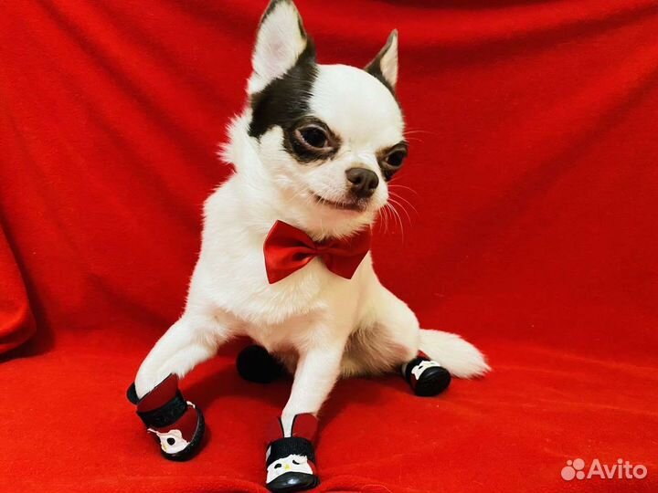 Комплект ботиночков для собак маленьких пород