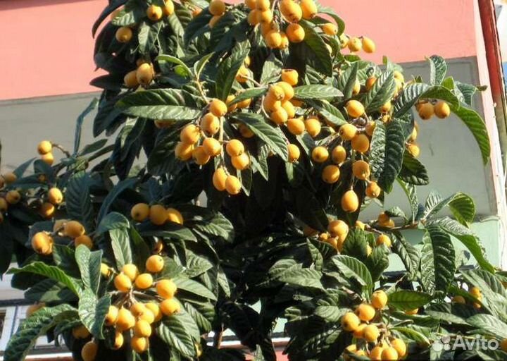 Мушмула японская