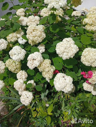 Гортензия доевовиднач